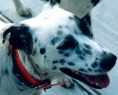 Dominoe our Dalmatian  She is very sweet and only barks at the mailman.