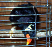 Rufus the Mynah Bird.  He is a good boy who likes to cheer during the ball games.