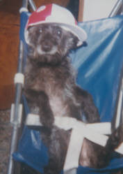 Prissy-Part Poodle & Terrier.  She was the beach bum and contest winner.
