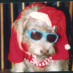 Cricket-Part Airedale Terrier.  She was the yard supervisor.