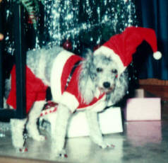 Bubbles-Miniature Poodle.  She loved to play ball and could say mama