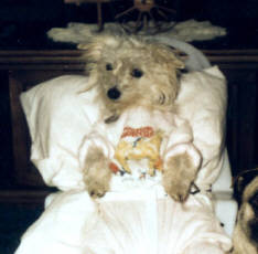 Sarah Bell-Part Terrier.  She was our little doll and loved to go bye-bye.