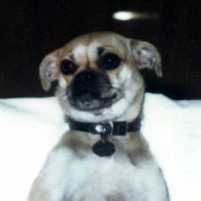 Tootsie-Part Pug.  She was ugly but we loved her.