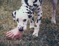 This picture of our Dalmatian dog Porkchop who looks like she just ate the meter reader.  Just to let you know it is a fake rubber hand purchased at a novelty store. 