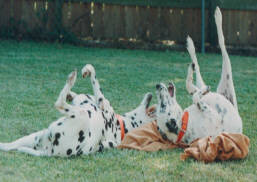 Porkchop and Dominoe enjoying a nice day in the backyard rolling on their orange blanket.