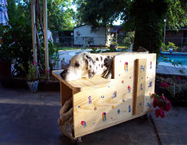 Porkchop loved to ride in her PC Scooter.  Even though she could no longer walk or sit up she could still be with the family.