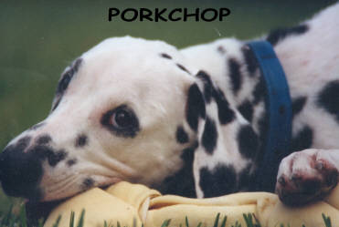 This is a picture of my angel Porkchop.  Porkchop is a full breed Dalmatian.  She was a loving, loyal family member who will always have a place in our hearts and will always be remembered.